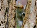 Grey Squirrel - Wiewiórka Szara